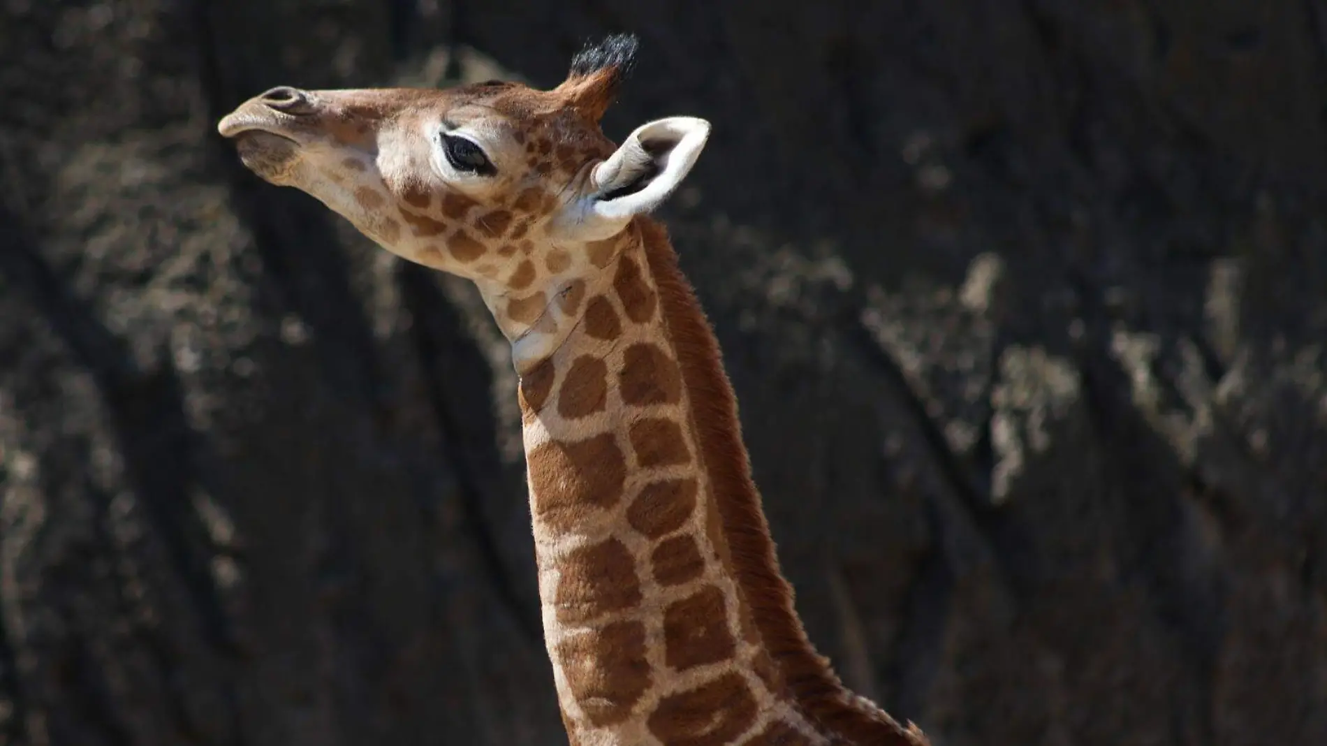 Invitan a que capitalinos elijan nombre a jirafa macho que fue criado en el Zoológico de Chapultepec